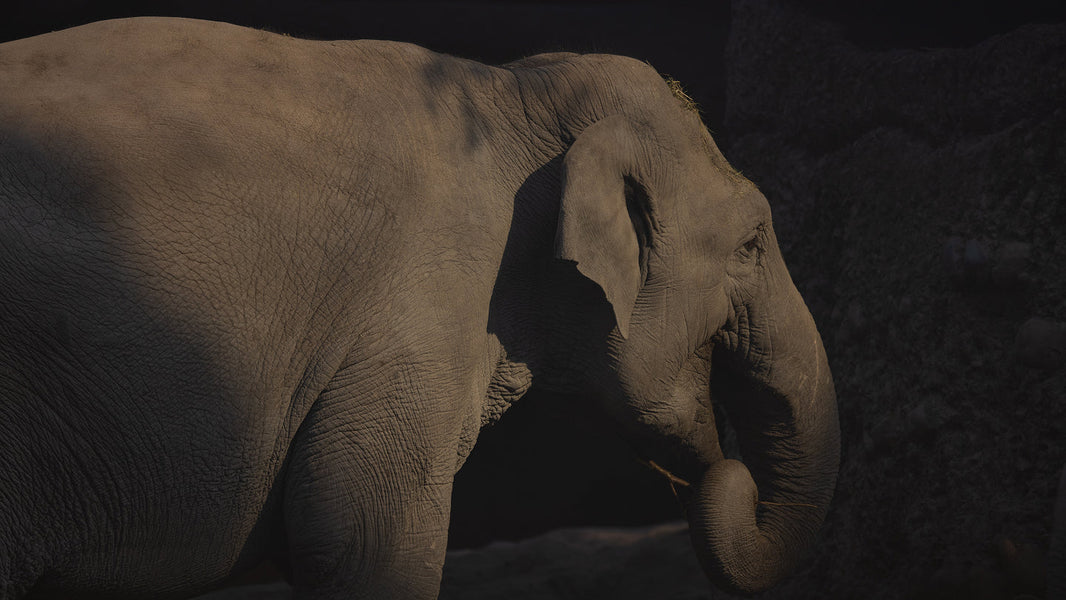 How is Elephant-Refined Coffee Made?