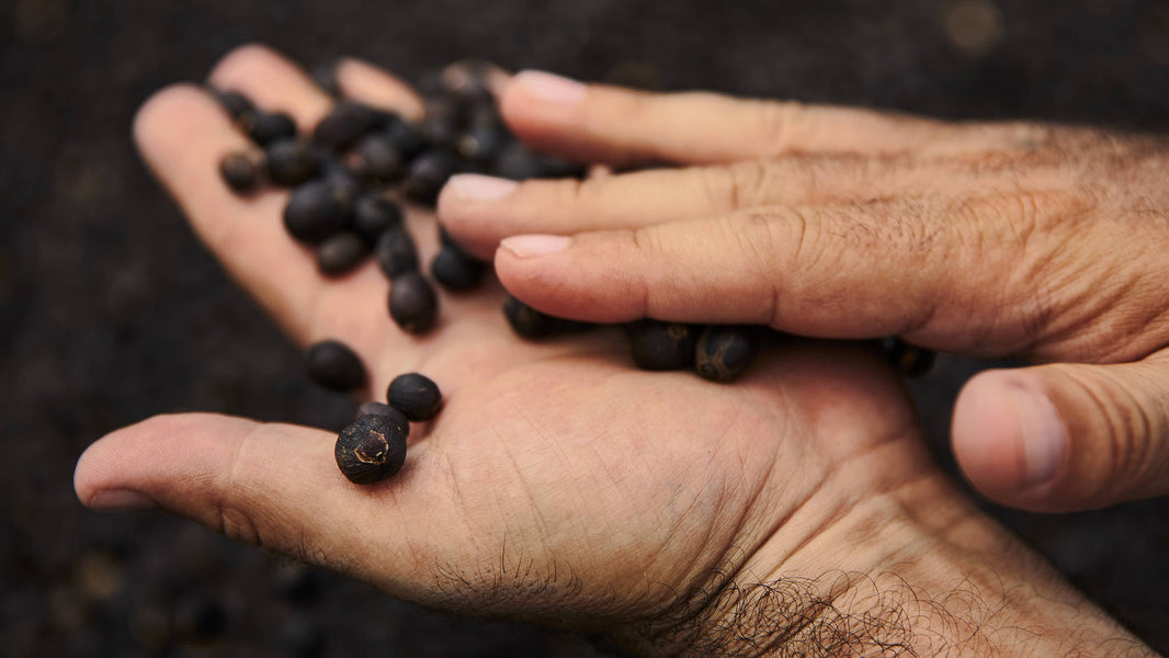 Elephant Coffee vs Kopi Luwak Coffee